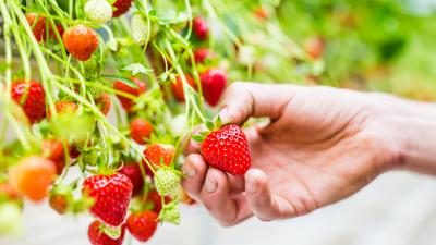 Récolte des fraises manuelle